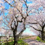 桜ネックレス、桜並木、3月春の花、愛知県稲沢市の観光・撮影スポットの名所