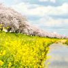 佐奈川堤の桜並木、春の花、愛知県豊川市の観光・撮影スポットの画像と写真
