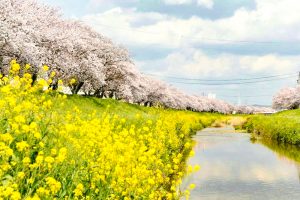 佐奈川堤の桜並木、春の花、愛知県豊川市の観光・撮影スポットの画像と写真