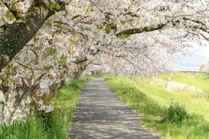 佐奈川堤の桜並木、春の花、愛知県豊川市の観光・撮影スポットの画像と写真