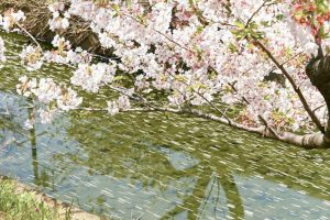 佐奈川堤の桜並木、春の花、愛知県豊川市の観光・撮影スポットの画像と写真