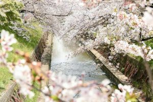 佐奈川堤の桜並木、春の花、愛知県豊川市の観光・撮影スポットの画像と写真
