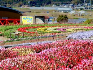 サンテパルクたはら (田原市芦ヶ池農業公園)、チューリップ、3月の春の花、愛知県田原市の観光・撮影スポットの画像と写真