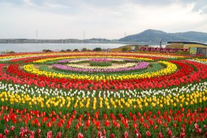 サンテパルクたはら (田原市芦ヶ池農業公園)、チューリップ、3月の春の花、愛知県田原市の観光・撮影スポットの画像と写真