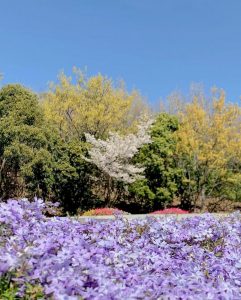 サンテパルクたはら (田原市芦ヶ池農業公園)、春の花、3月の春の花、愛知県田原市の観光・撮影スポットの画像と写真