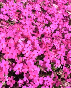 サンテパルクたはら (田原市芦ヶ池農業公園)、春の花、3月の春の花、愛知県田原市の観光・撮影スポットの画像と写真