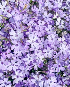 サンテパルクたはら (田原市芦ヶ池農業公園)、春の花、3月の春の花、愛知県田原市の観光・撮影スポットの画像と写真サンテパルクたはら (田原市芦ヶ池農業公園)、春の花、3月の春の花、愛知県田原市の観光・撮影スポットの画像と写真