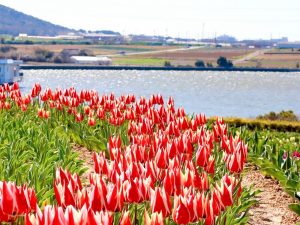 サンテパルクたはら (田原市芦ヶ池農業公園)、チューリップ、3月の春の花、愛知県田原市の観光・撮影スポットの画像と写真
