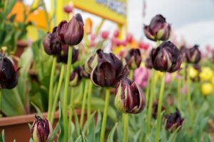 サンテパルクたはら (田原市芦ヶ池農業公園)、チューリップ、3月の春の花、愛知県田原市の観光・撮影スポットの画像と写真