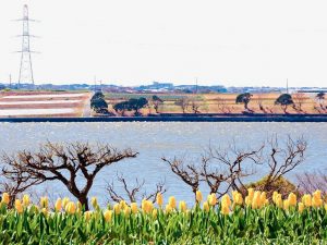 サンテパルクたはら (田原市芦ヶ池農業公園)、チューリップ、3月の春の花、愛知県田原市の観光・撮影スポットの画像と写真