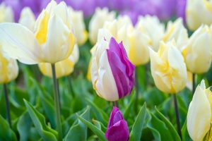 サンテパルクたはら (田原市芦ヶ池農業公園)、チューリップ、3月の春の花、愛知県田原市の観光・撮影スポットの画像と写真