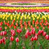 サンテパルクたはら (田原市芦ヶ池農業公園)、チューリップ、3月の春の花、愛知県田原市の観光・撮影スポットの画像と写真