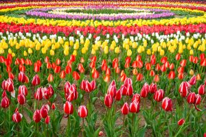 サンテパルクたはら (田原市芦ヶ池農業公園)、チューリップ、3月の春の花、愛知県田原市の観光・撮影スポットの画像と写真