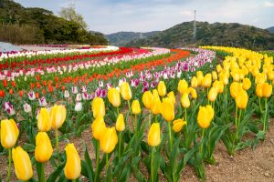 サンテパルクたはら (田原市芦ヶ池農業公園)、チューリップ、3月の春の花、愛知県田原市の観光・撮影スポットの画像と写真