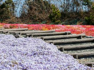 サンテパルクたはら (田原市芦ヶ池農業公園)、春の花、3月の春の花、愛知県田原市の観光・撮影スポットの画像と写真