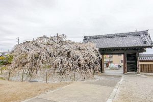 専修坊、しだれ桜、３月春の花、愛知県高浜市の観光・撮影スポットの画像と写真