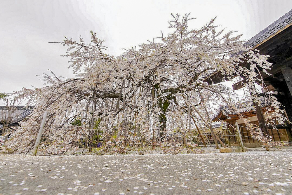 専修坊、しだれ桜、３月春の花、愛知県高浜市の観光・撮影スポットの画像と写真