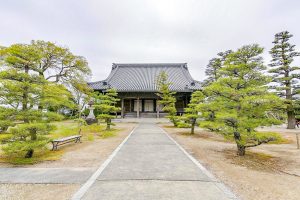 専修坊、しだれ桜、３月春の花、愛知県高浜市の観光・撮影スポットの画像と写真