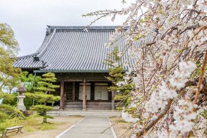 専修坊、しだれ桜、３月春の花、愛知県高浜市の観光・撮影スポットの画像と写真