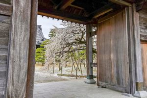 専修坊、しだれ桜、３月春の花、愛知県高浜市の観光・撮影スポットの画像と写真