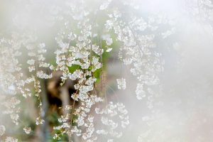 専修坊、しだれ桜、３月春の花、愛知県高浜市の観光・撮影スポットの画像と写真