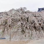 専修坊、しだれ桜、3月春の花、愛知県高浜市の観光・撮影スポットの画像と写真