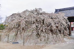 専修坊、しだれ桜、3月春の花、愛知県高浜市の観光・撮影スポットの画像と写真