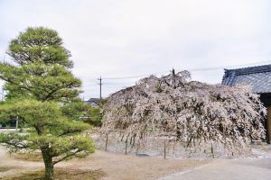 専修坊、しだれ桜、3月春の花、愛知県高浜市の観光・撮影スポットの画像と写真
