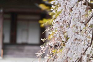 専修坊、しだれ桜、3月春の花、愛知県高浜市の観光・撮影スポットの画像と写真