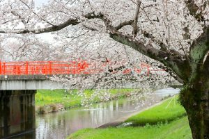 新境川の桜並木、百十朗桜、3月春の花、岐阜県各務原市の観光・撮影スポットの画像と写真
