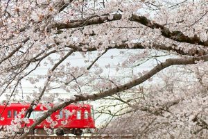 新境川の桜並木、百十朗桜、3月春の花、岐阜県各務原市の観光・撮影スポットの画像と写真