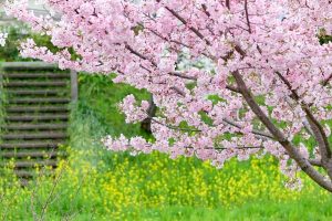 新境川の桜並木、百十朗桜、3月春の花、岐阜県各務原市の観光・撮影スポットの画像と写真