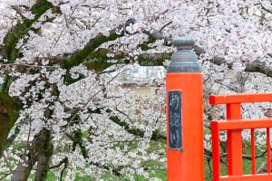 新境川の桜並木、百十朗桜、3月春の花、岐阜県各務原市の観光・撮影スポットの画像と写真
