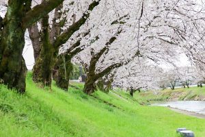 新境川の桜並木、百十朗桜、3月春の花、岐阜県各務原市の観光・撮影スポットの画像と写真