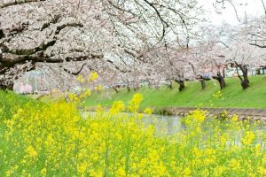 新境川の桜並木、百十朗桜、3月春の花、岐阜県各務原市の観光・撮影スポットの画像と写真