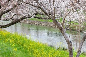 新境川の桜並木、百十朗桜、3月春の花、岐阜県各務原市の観光・撮影スポットの画像と写真
