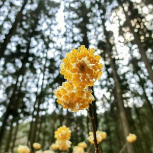 新城市ミツマタ群生地、3月春の花、愛知県新城市の観光・撮影スポットの名所