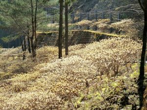 新城市ミツマタ群生地、3月春の花、愛知県新城市の観光・撮影スポットの名所