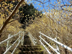 新城市ミツマタ群生地、3月春の花、愛知県新城市の観光・撮影スポットの名所