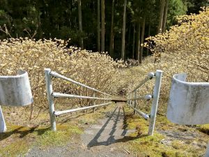 新城市ミツマタ群生地、3月春の花、愛知県新城市の観光・撮影スポットの名所