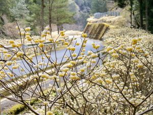 新城市ミツマタ群生地、3月春の花、愛知県新城市の観光・撮影スポットの名所