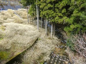 新城市ミツマタ群生地、3月春の花、愛知県新城市の観光・撮影スポットの名所