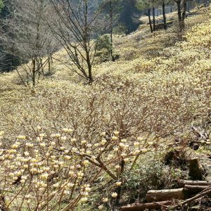 新城市ミツマタ群生地、3月春の花、愛知県新城市の観光・撮影スポットの名所