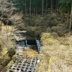新城市ミツマタ群生地、3月春の花、愛知県新城市の観光・撮影スポットの名所