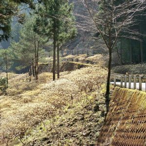 新城市ミツマタ群生地、3月春の花、愛知県新城市の観光・撮影スポットの名所