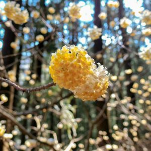 新城市ミツマタ群生地、3月春の花、愛知県新城市の観光・撮影スポットの名所