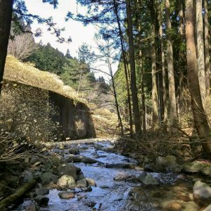 新城市ミツマタ群生地、3月春の花、愛知県新城市の観光・撮影スポットの名所