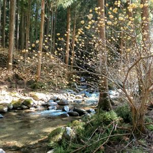 新城市ミツマタ群生地、3月春の花、愛知県新城市の観光・撮影スポットの名所