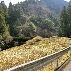 新城市ミツマタ群生地、3月春の花、愛知県新城市の観光・撮影スポットの名所