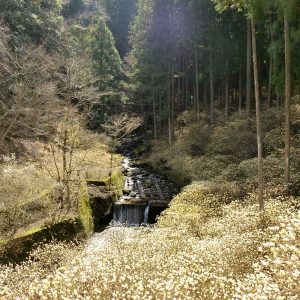 新城市ミツマタ群生地、3月春の花、愛知県新城市の観光・撮影スポットの名所